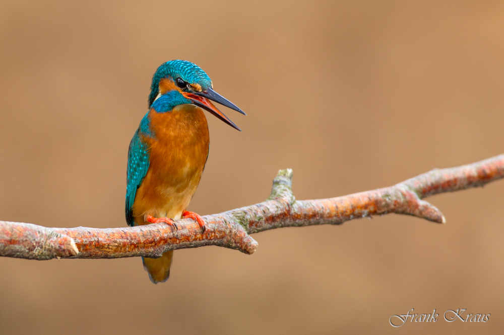 Eisvogel