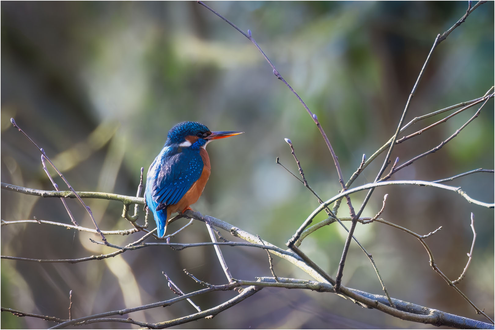 Eisvogel