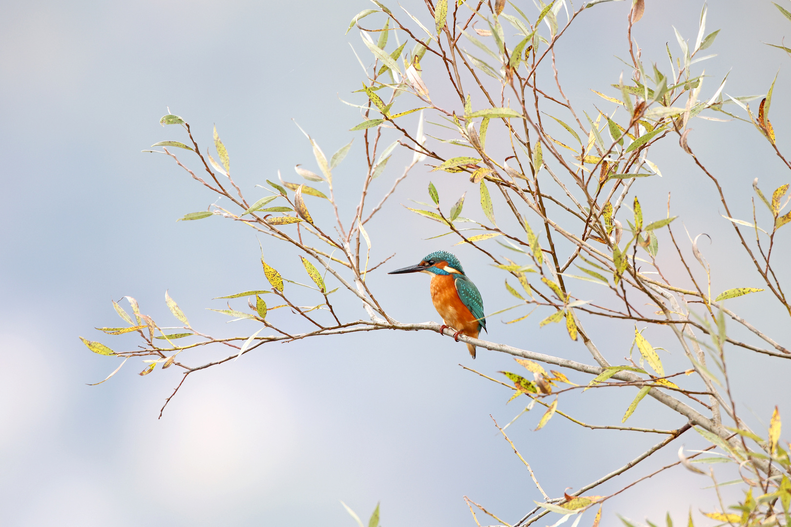 Eisvogel