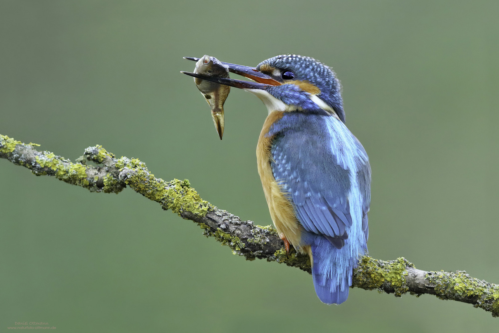 Eisvogel