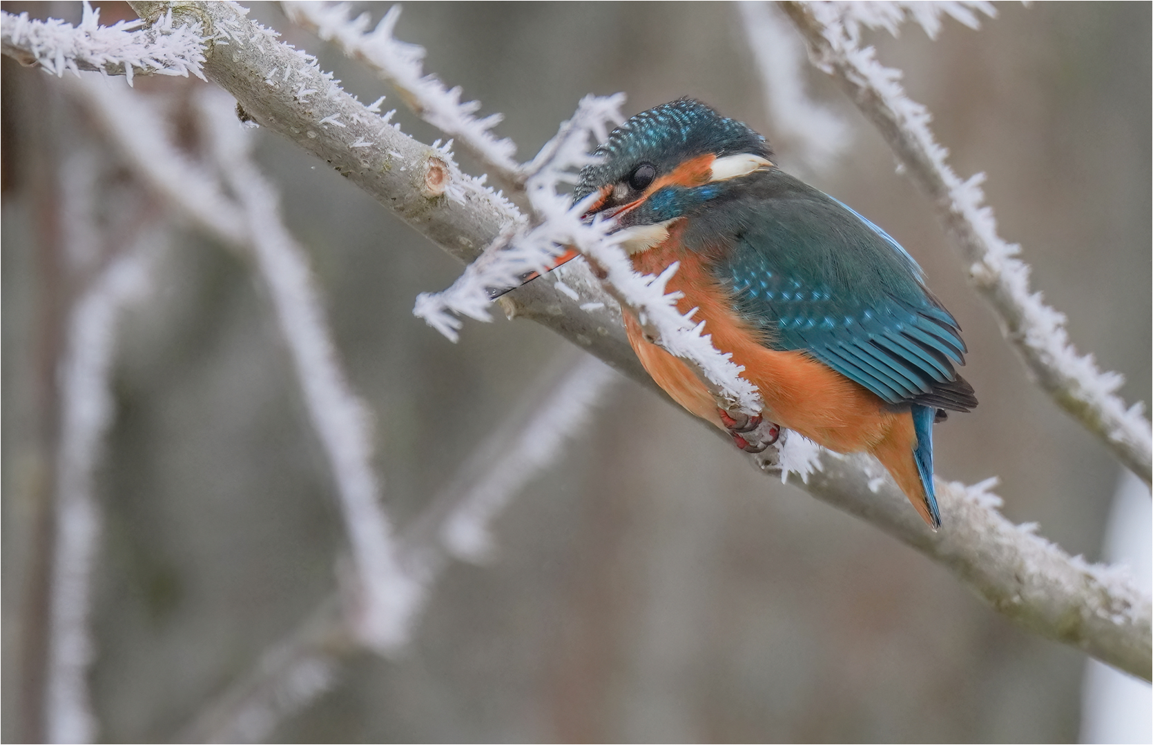 Eisvogel