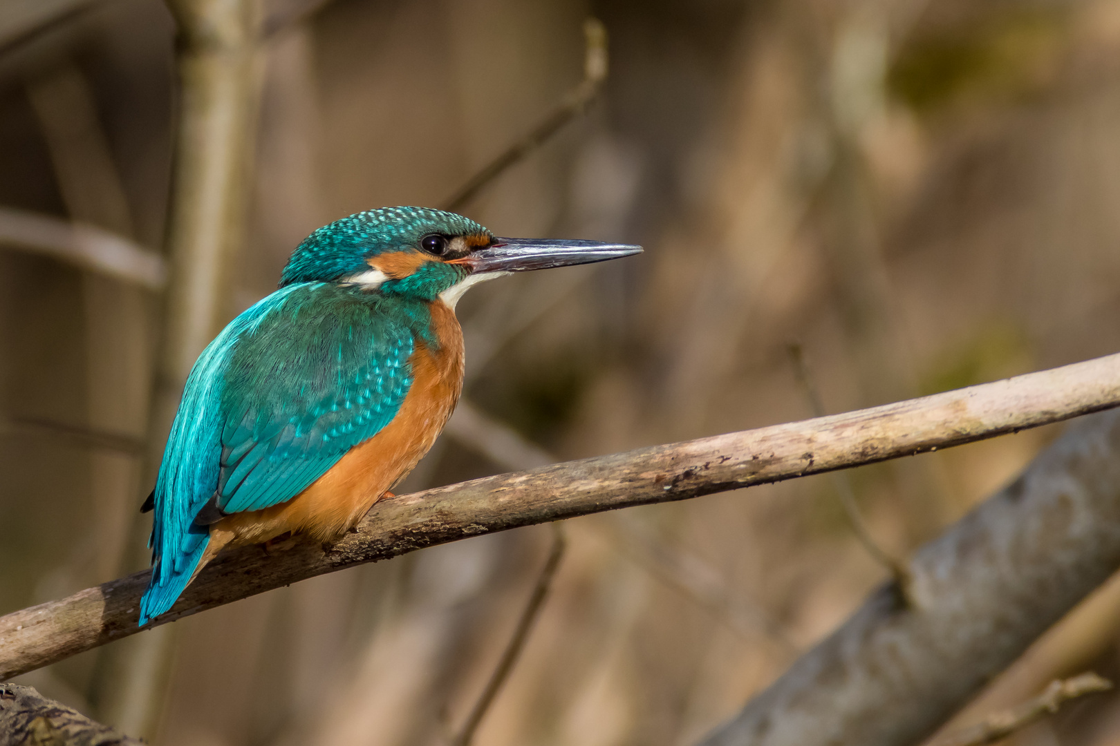 Eisvogel