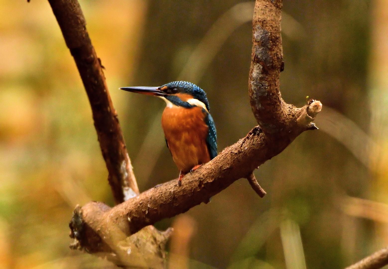 Eisvogel 