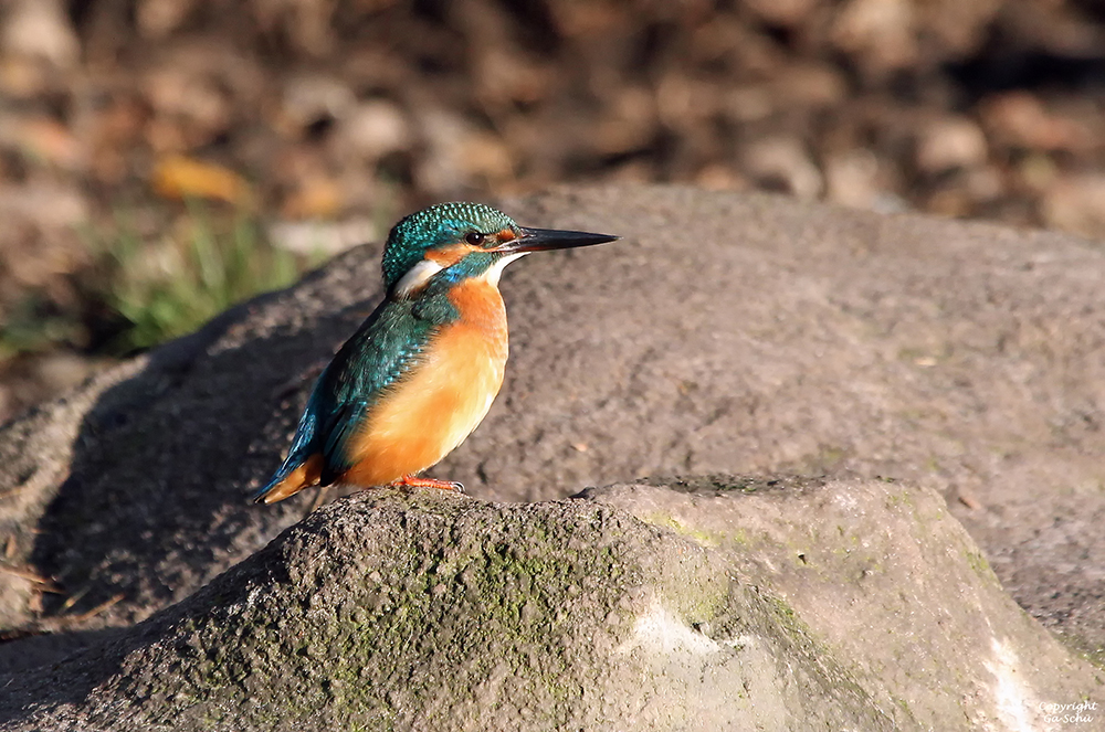 Eisvogel