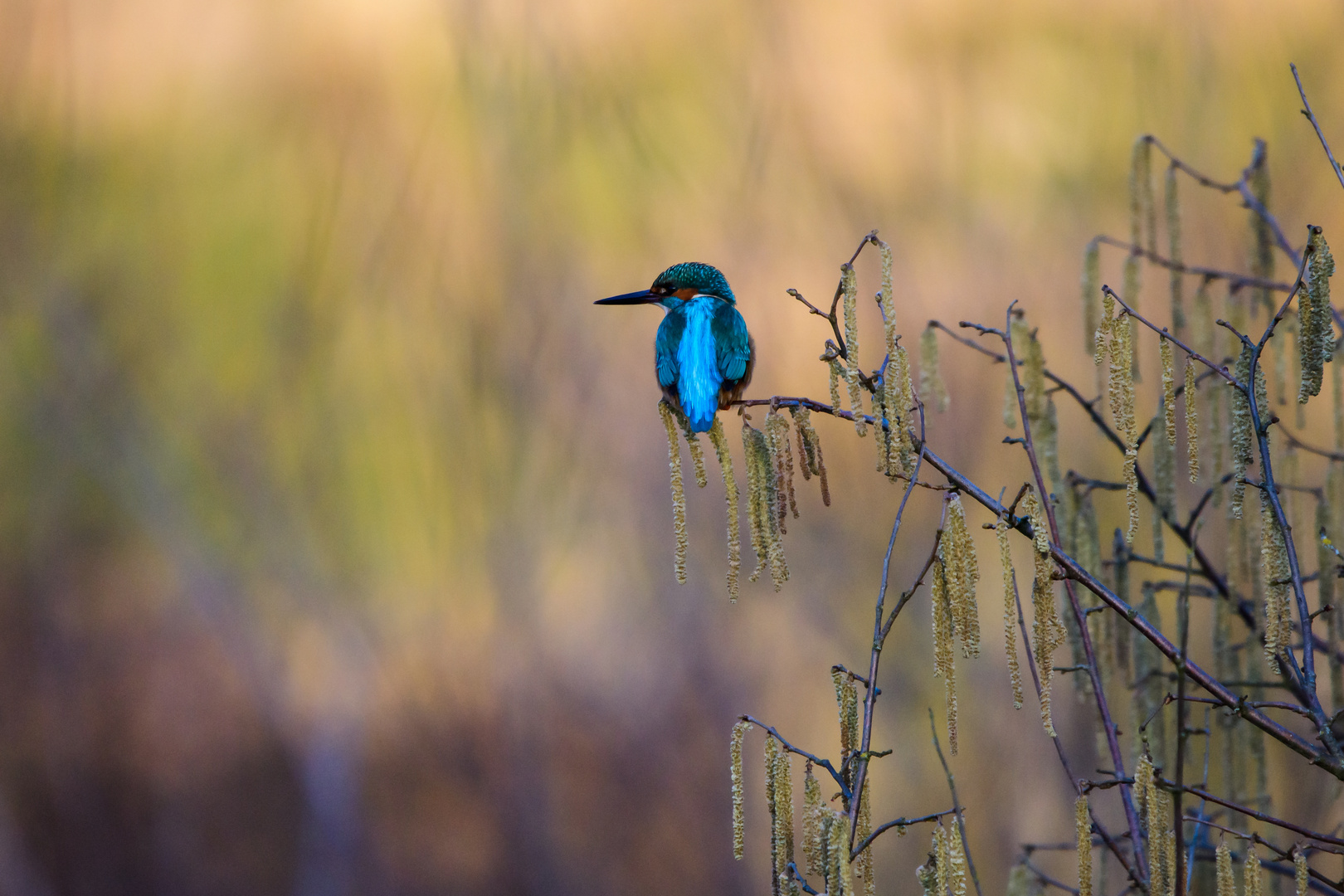 Eisvogel