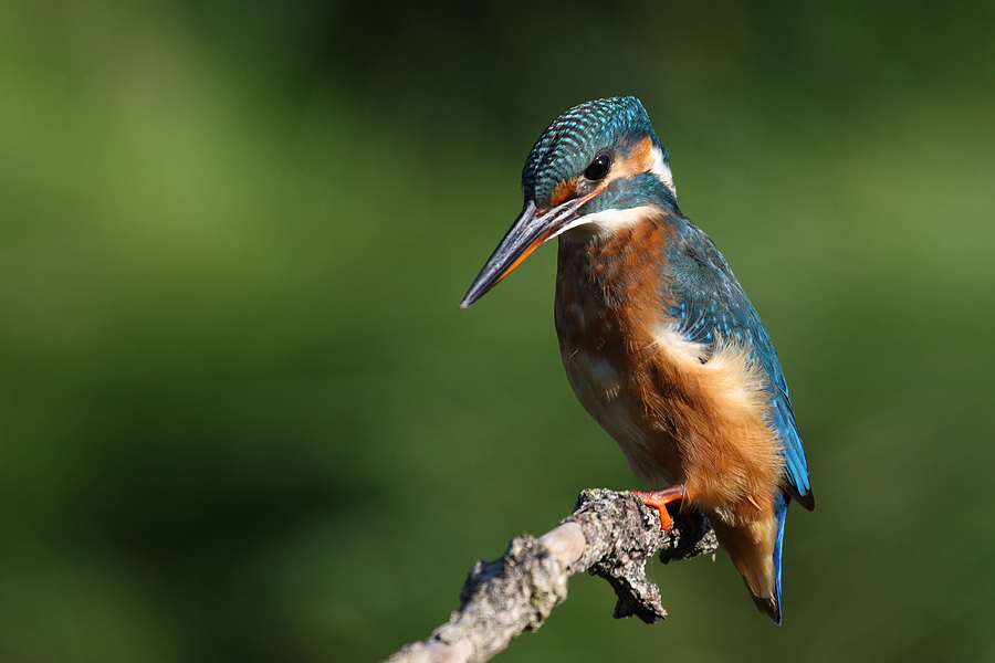 Eisvogel