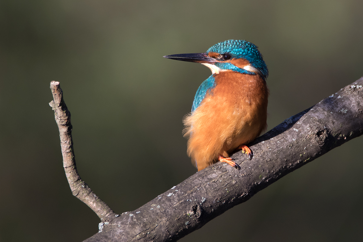 Eisvogel