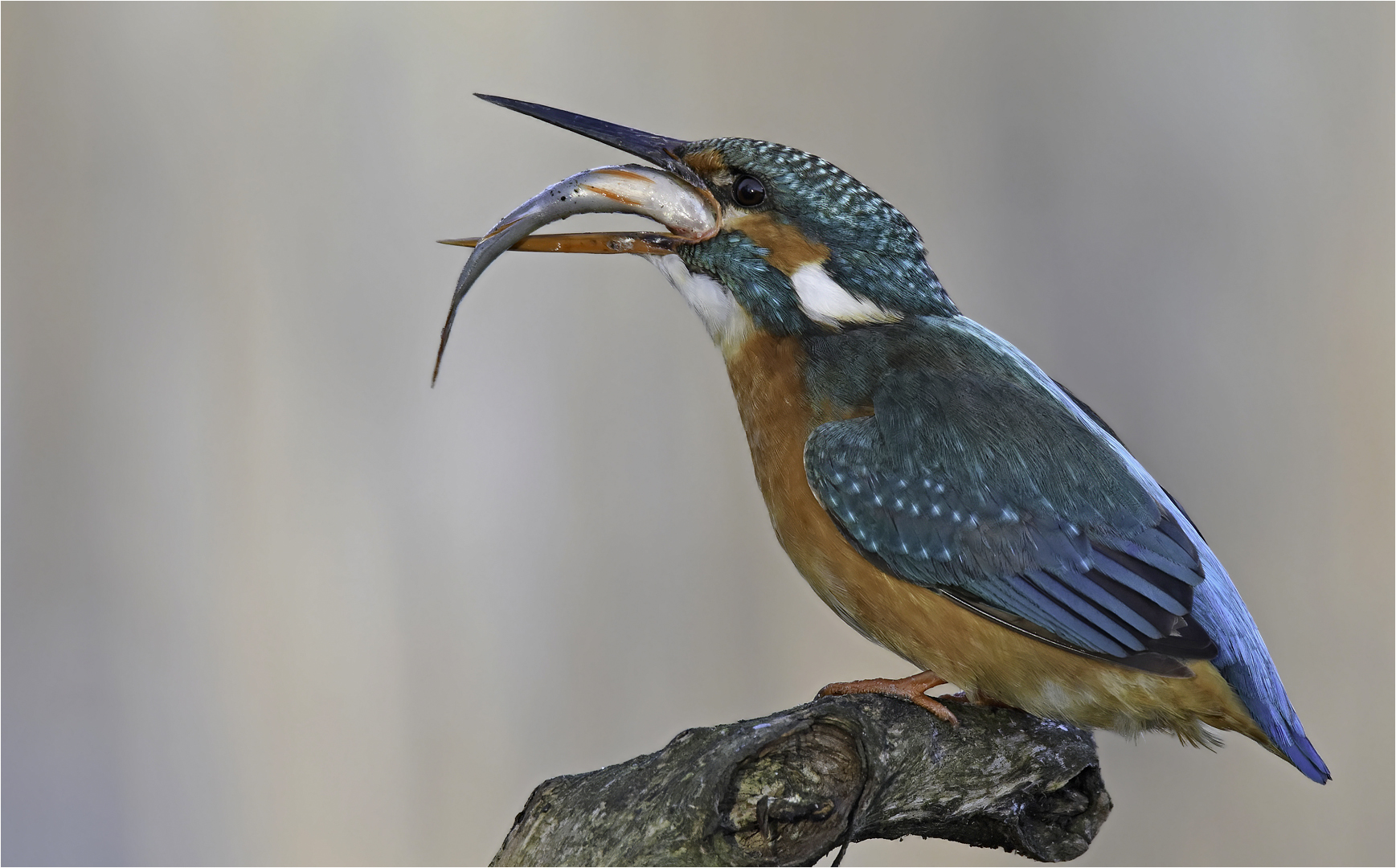 Eisvogel 