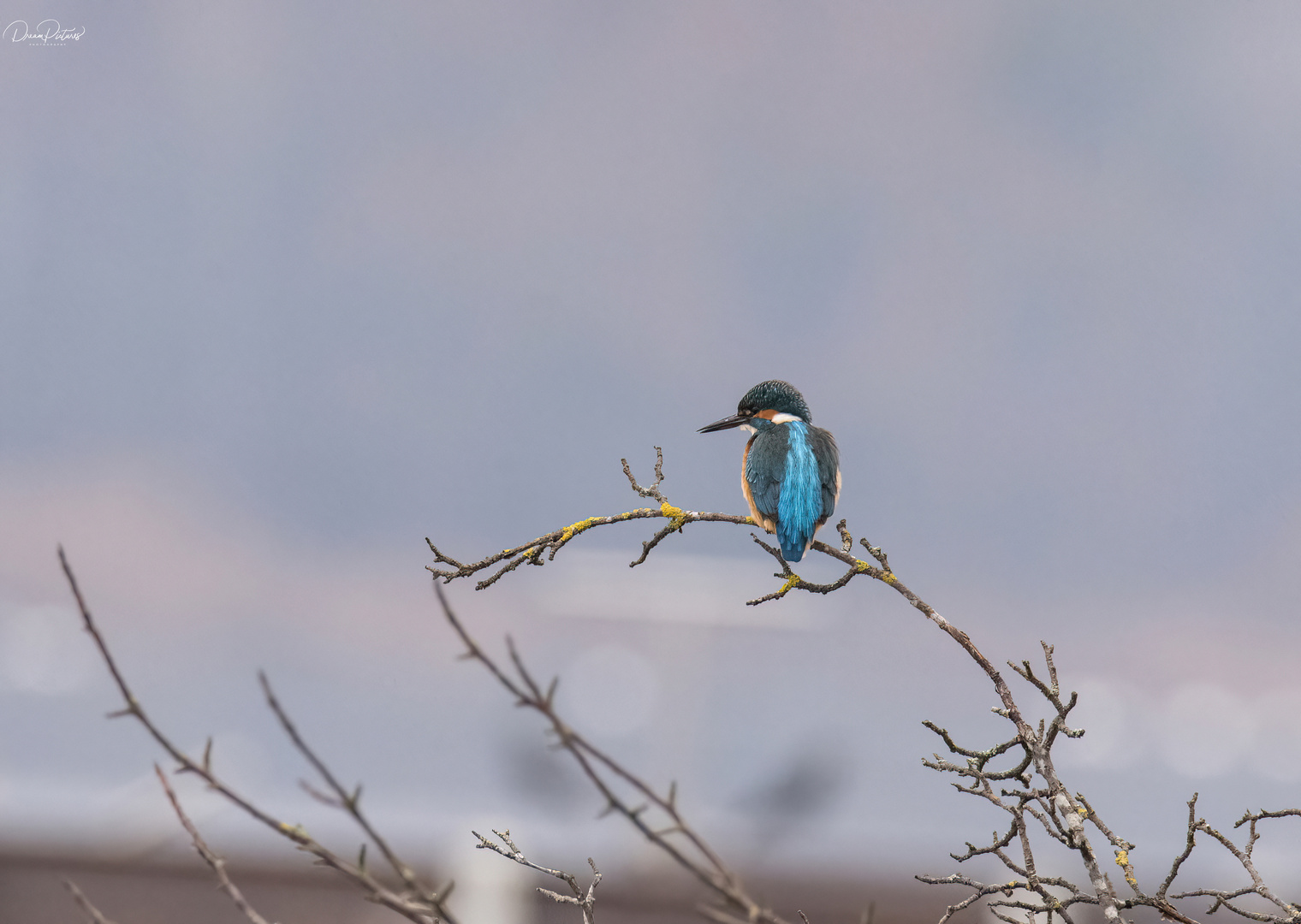 Eisvogel 