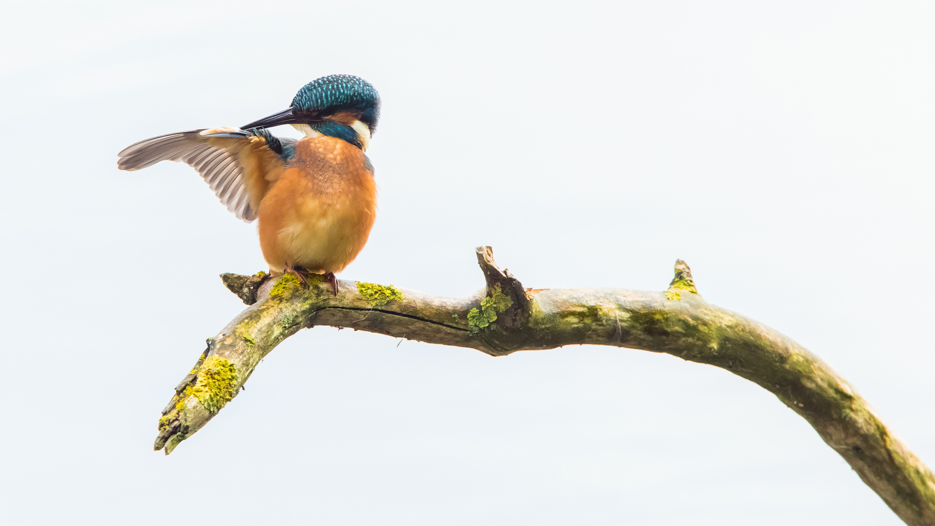 Eisvogel...