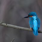 Eisvogel - a kingfisher -