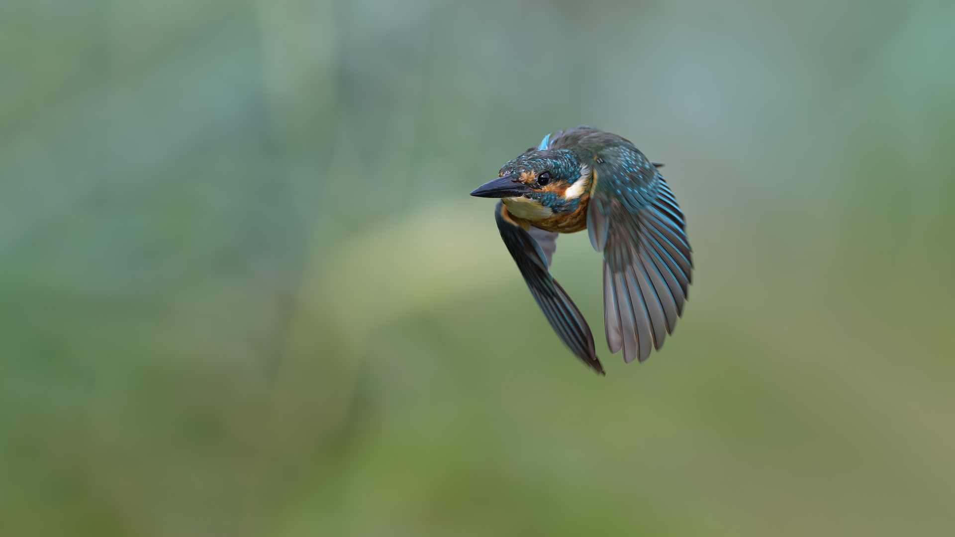 Eisvogel