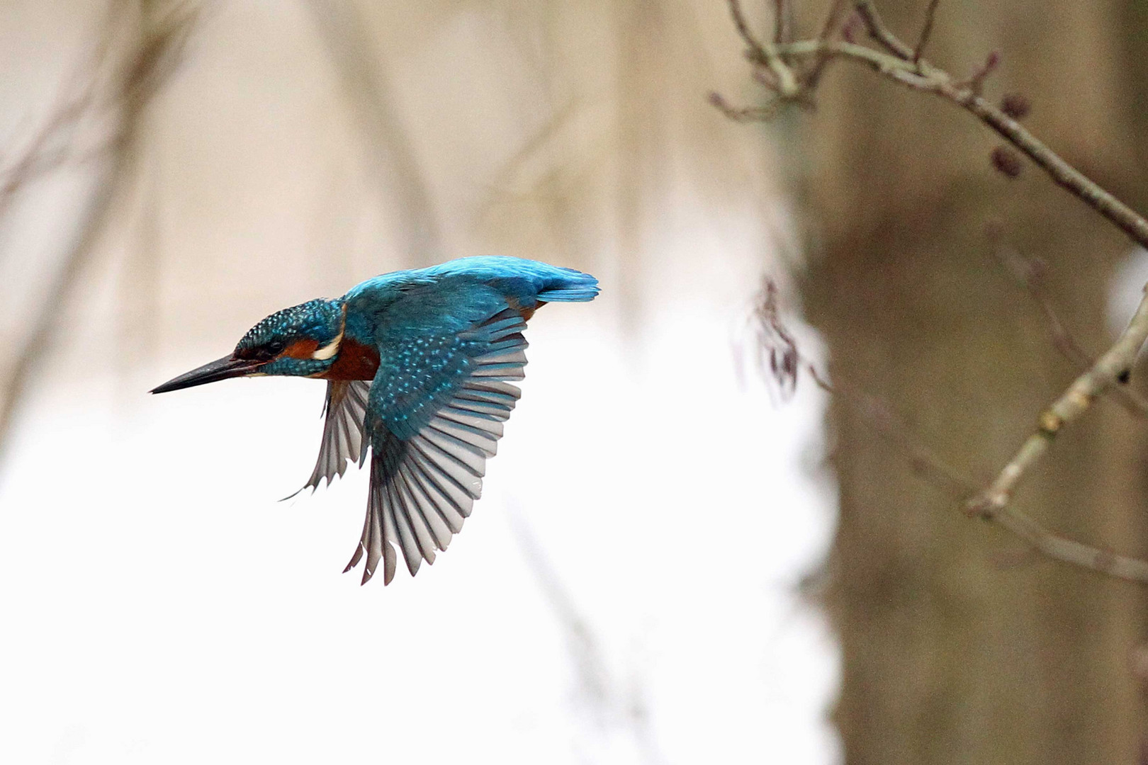 Eisvogel 