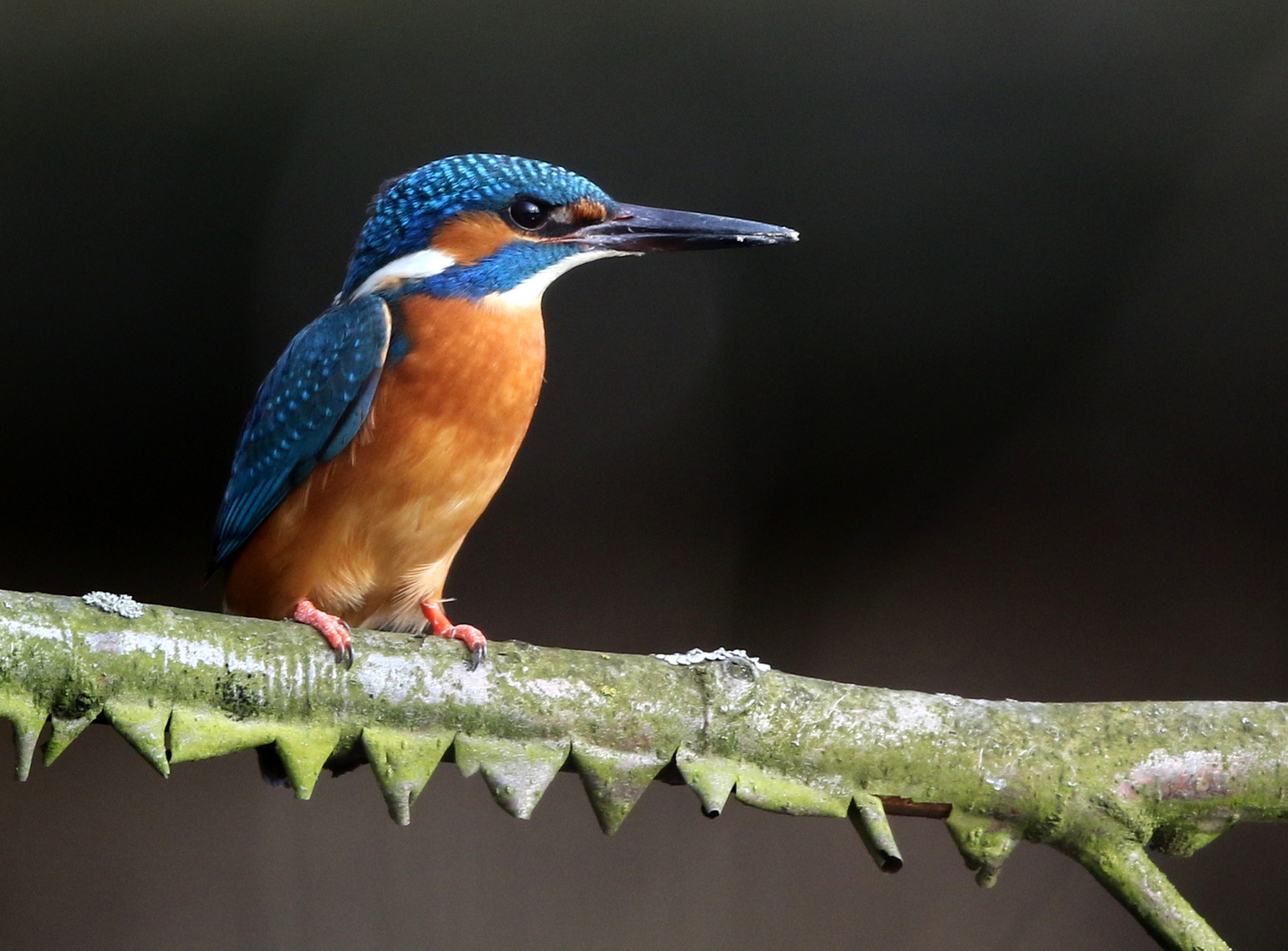 Eisvogel