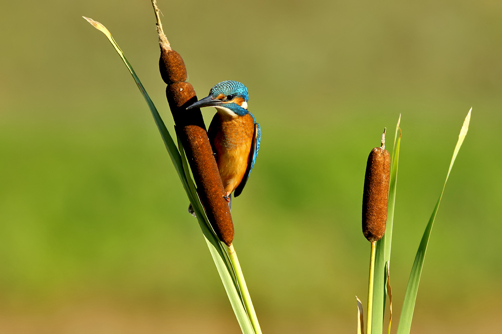 Eisvogel