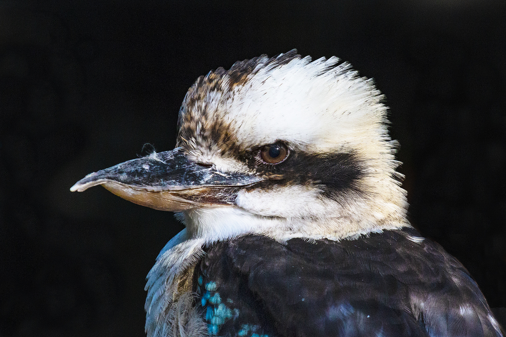 Eisvogel