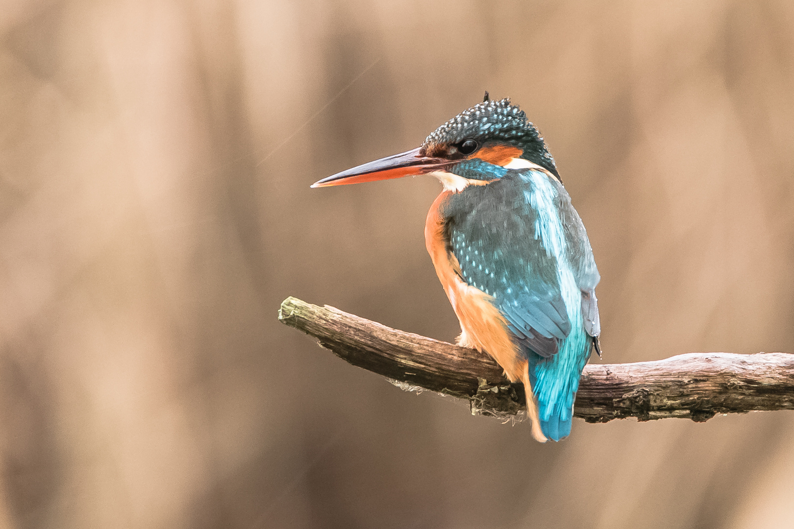 Eisvogel.