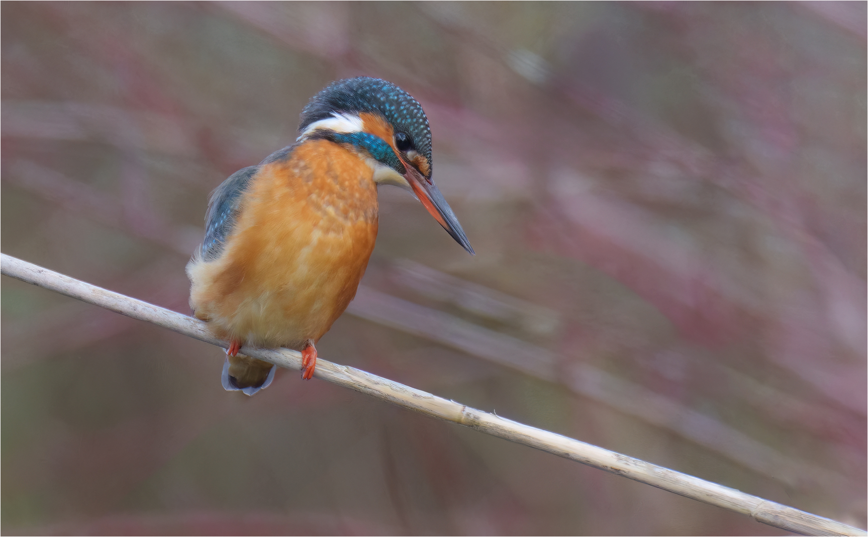 Eisvogel