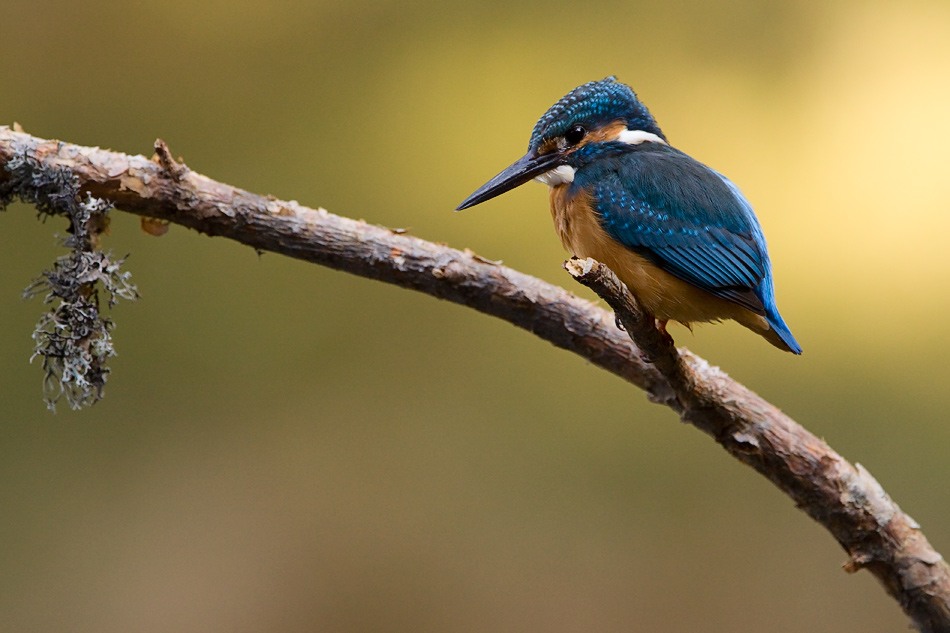 Eisvogel