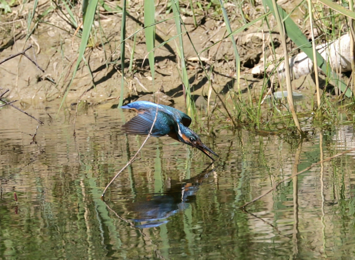 Eisvogel