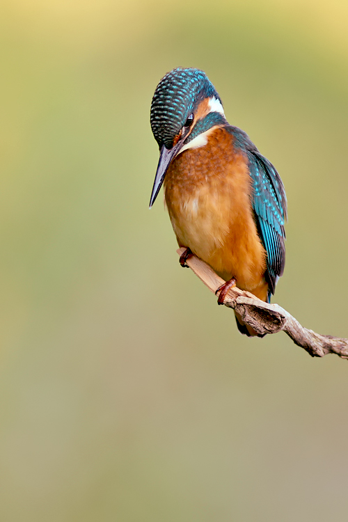 EISVOGEL