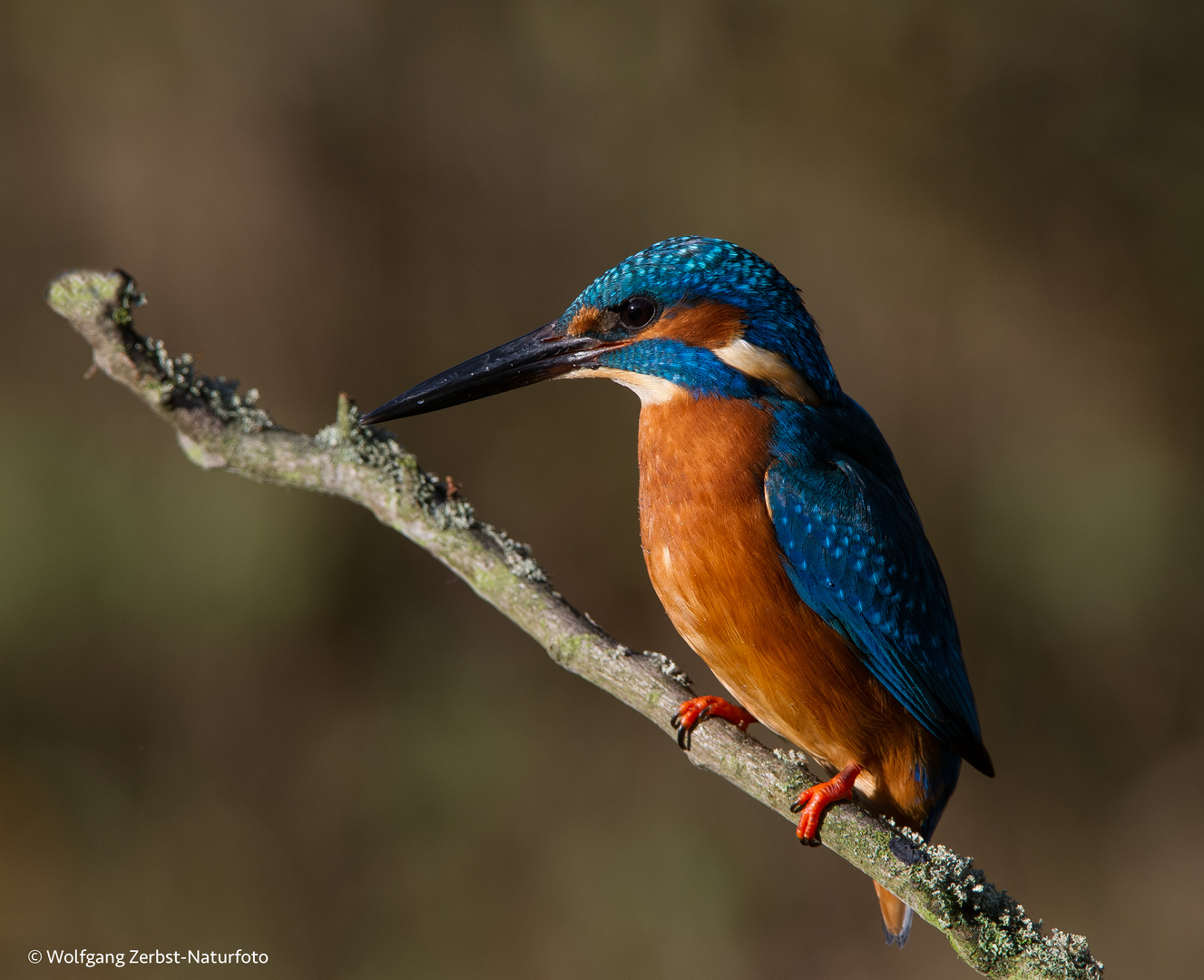 --- Eisvogel ---