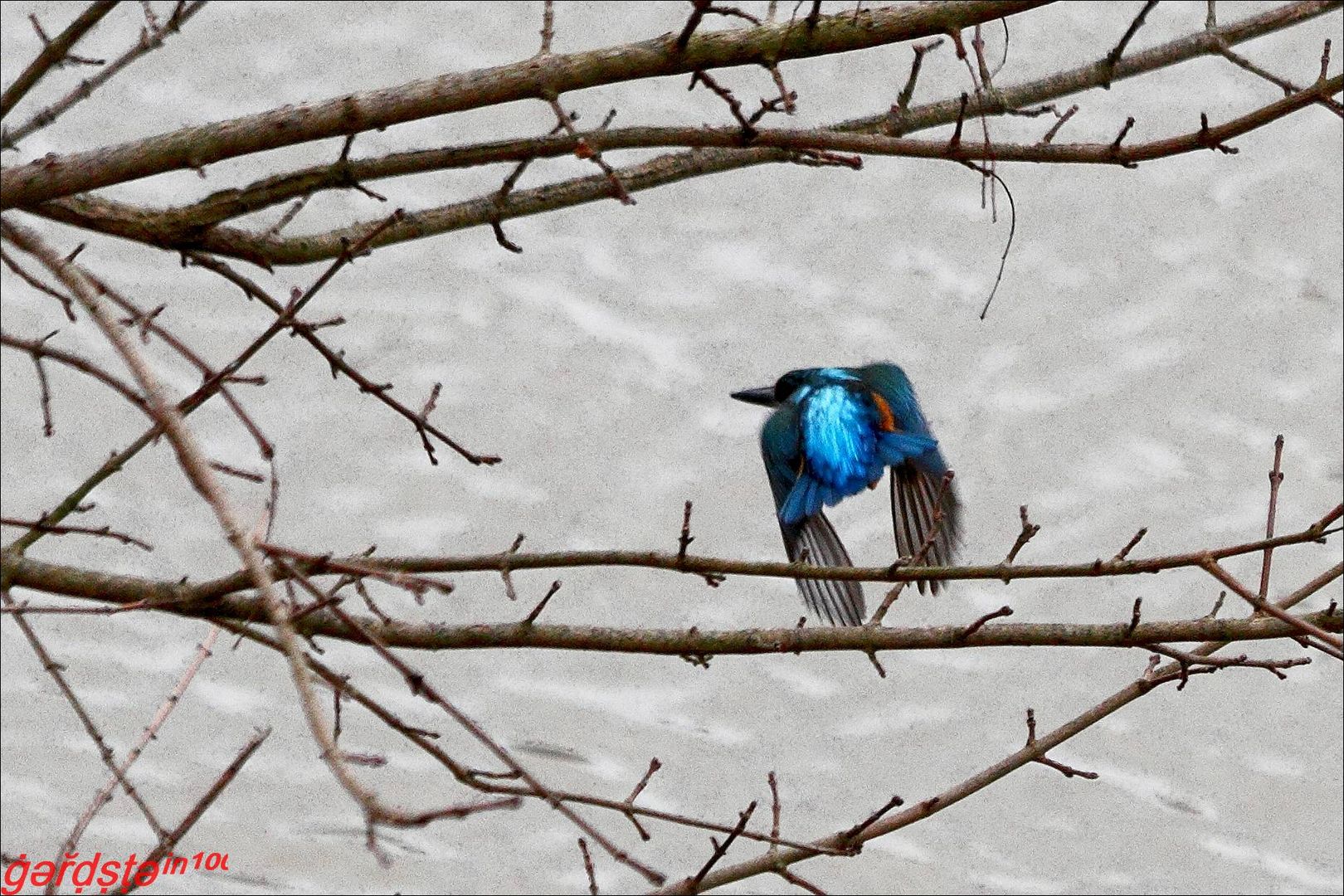 Eisvogel