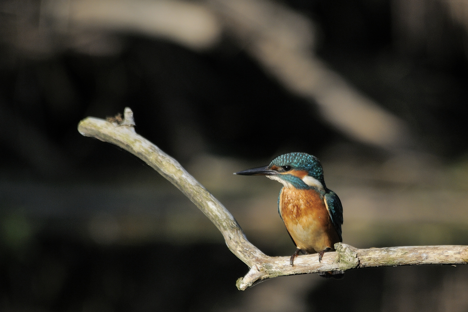 Eisvogel