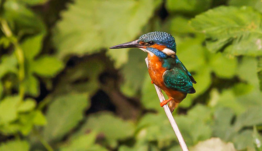 Eisvogel