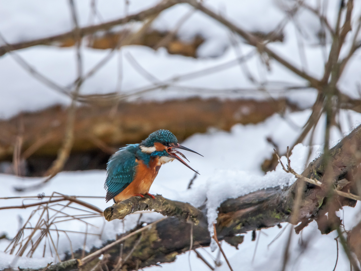 Eisvogel