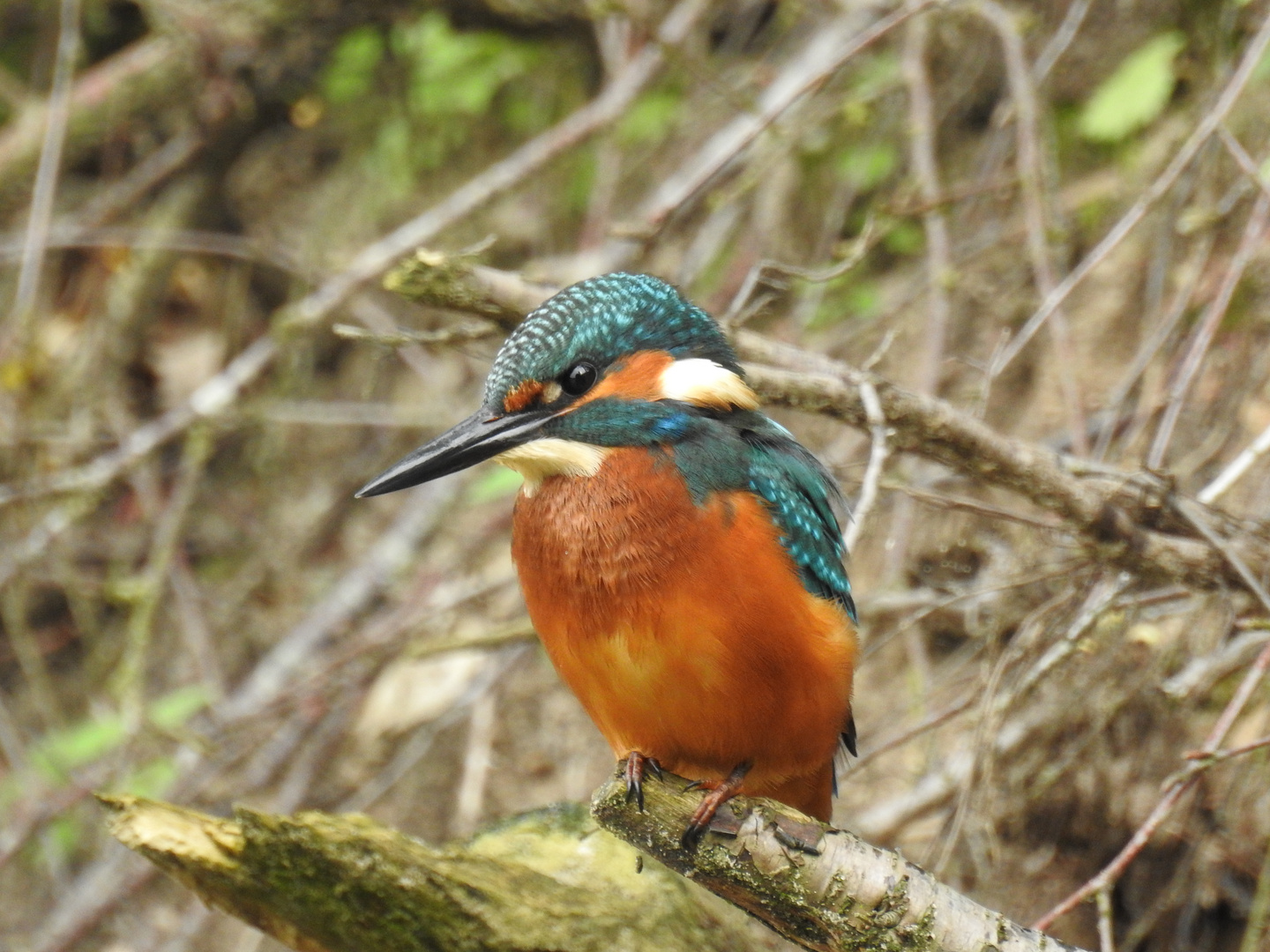 Eisvogel