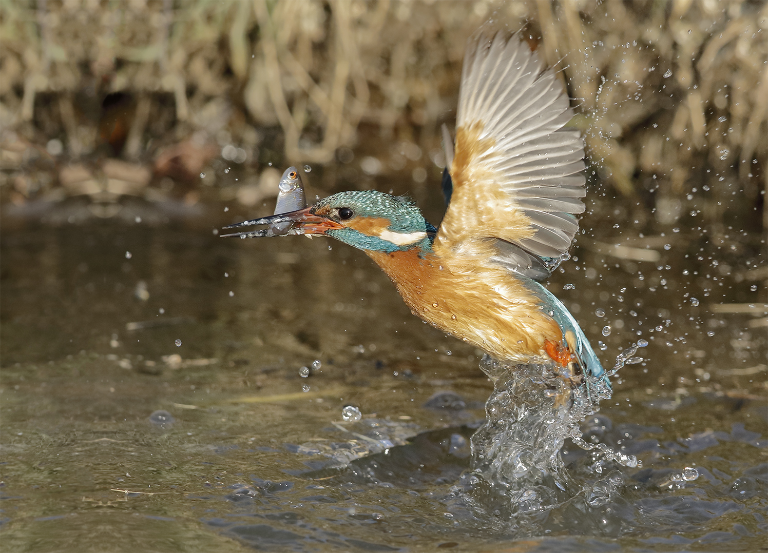 Eisvogel