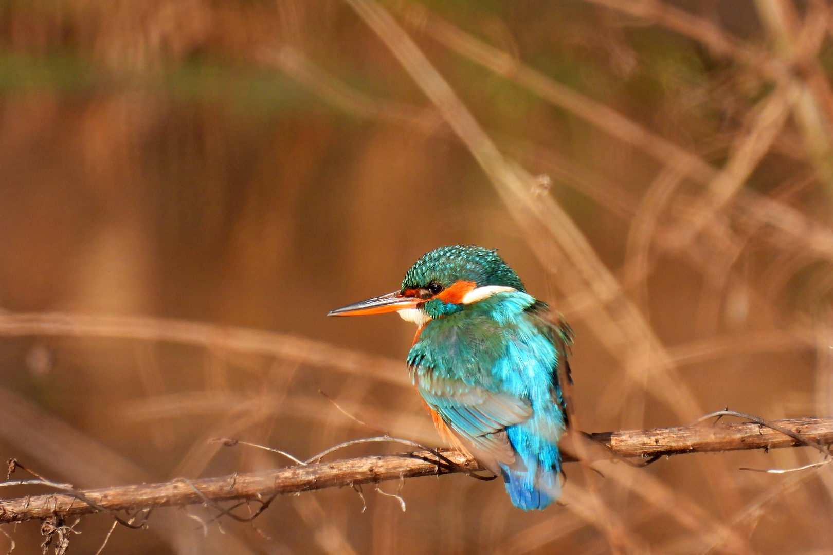 Eisvogel