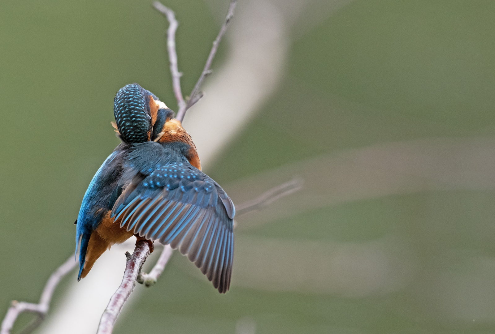 Eisvogel