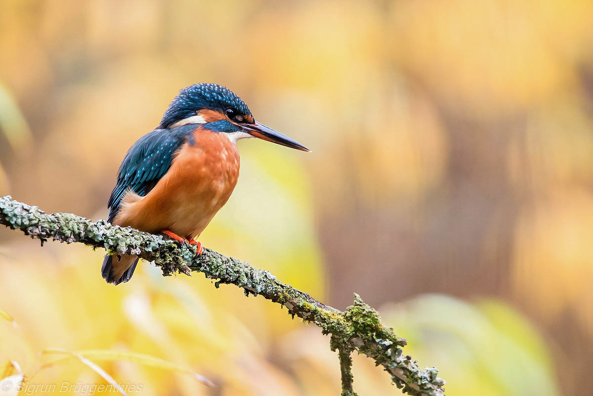 Eisvogel