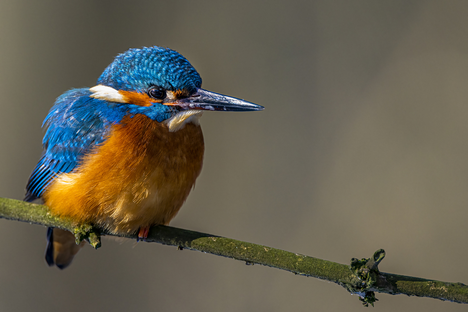 Eisvogel