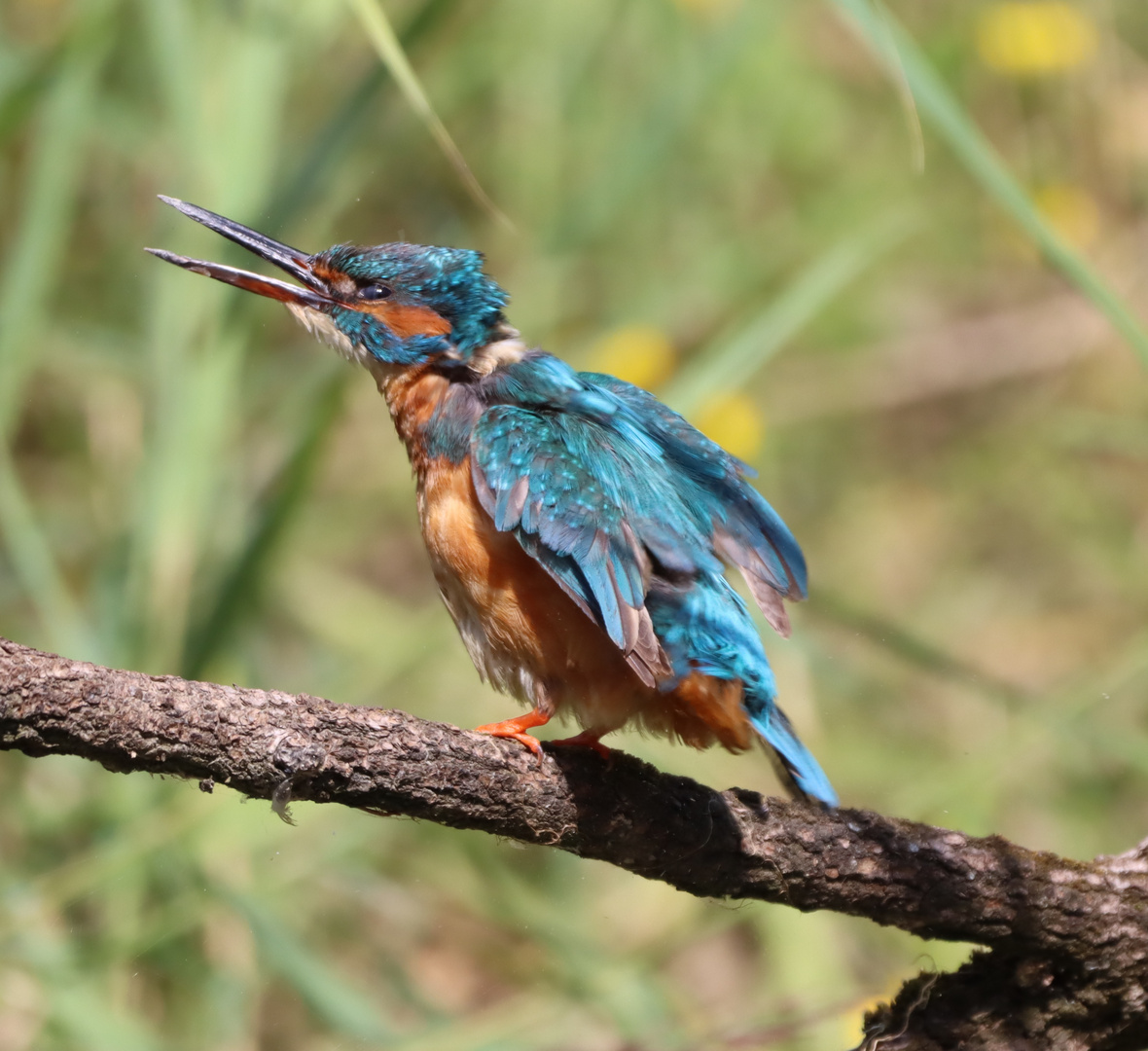 Eisvogel