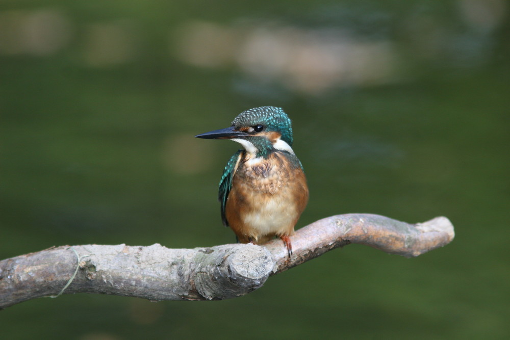 Eisvogel