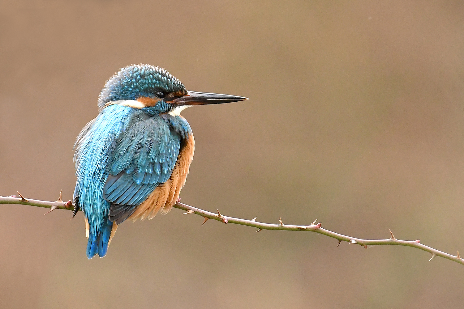 Eisvogel 