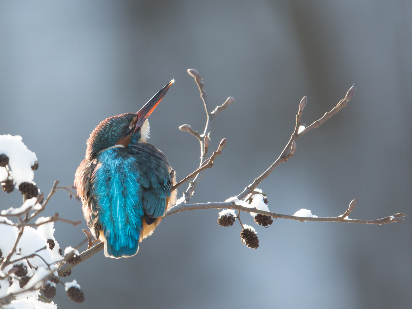 Eisvogel