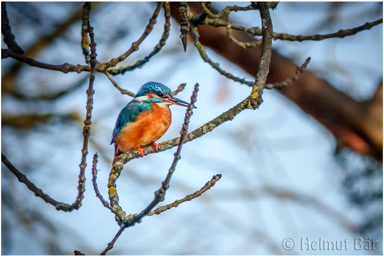 Eisvogel