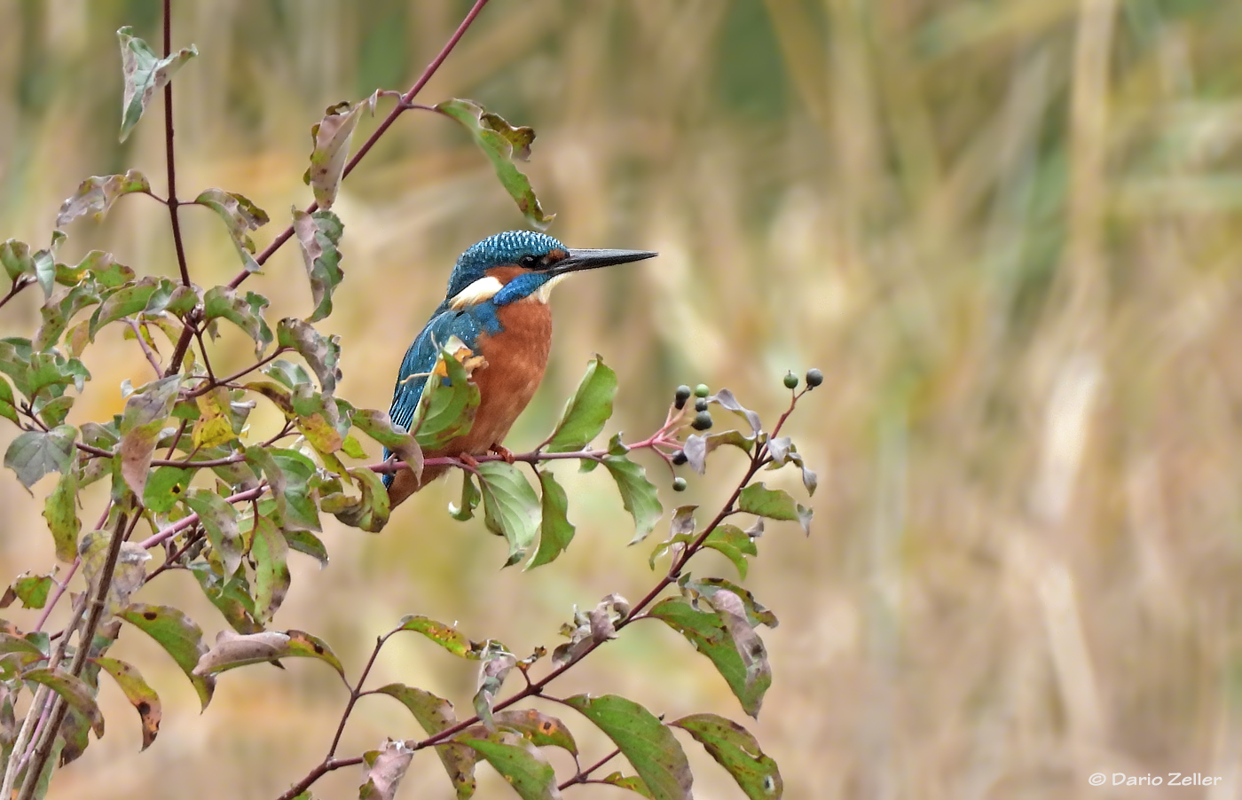 Eisvogel