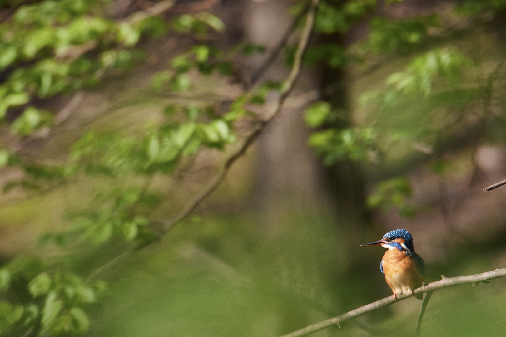 Eisvogel 