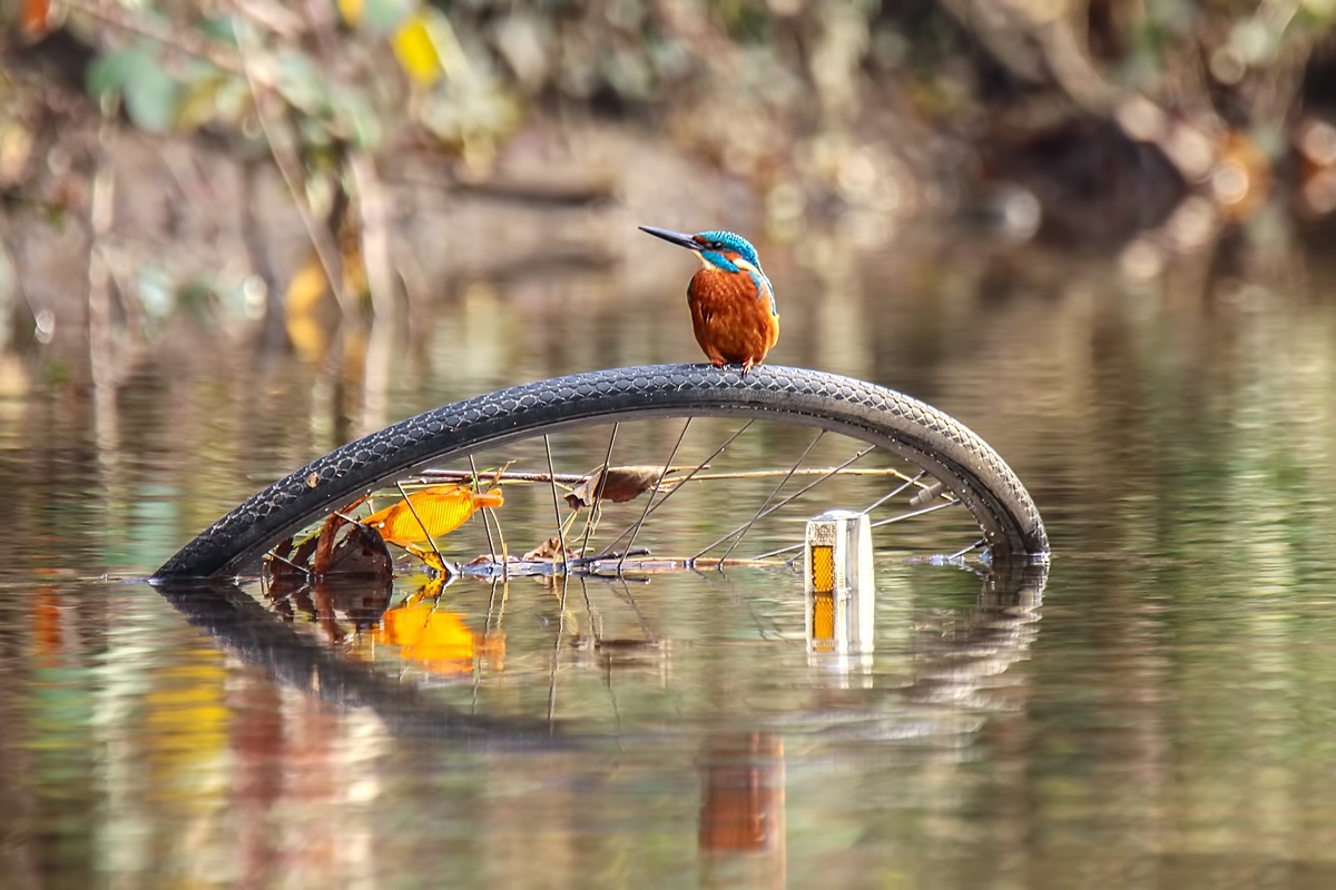 Eisvogel 