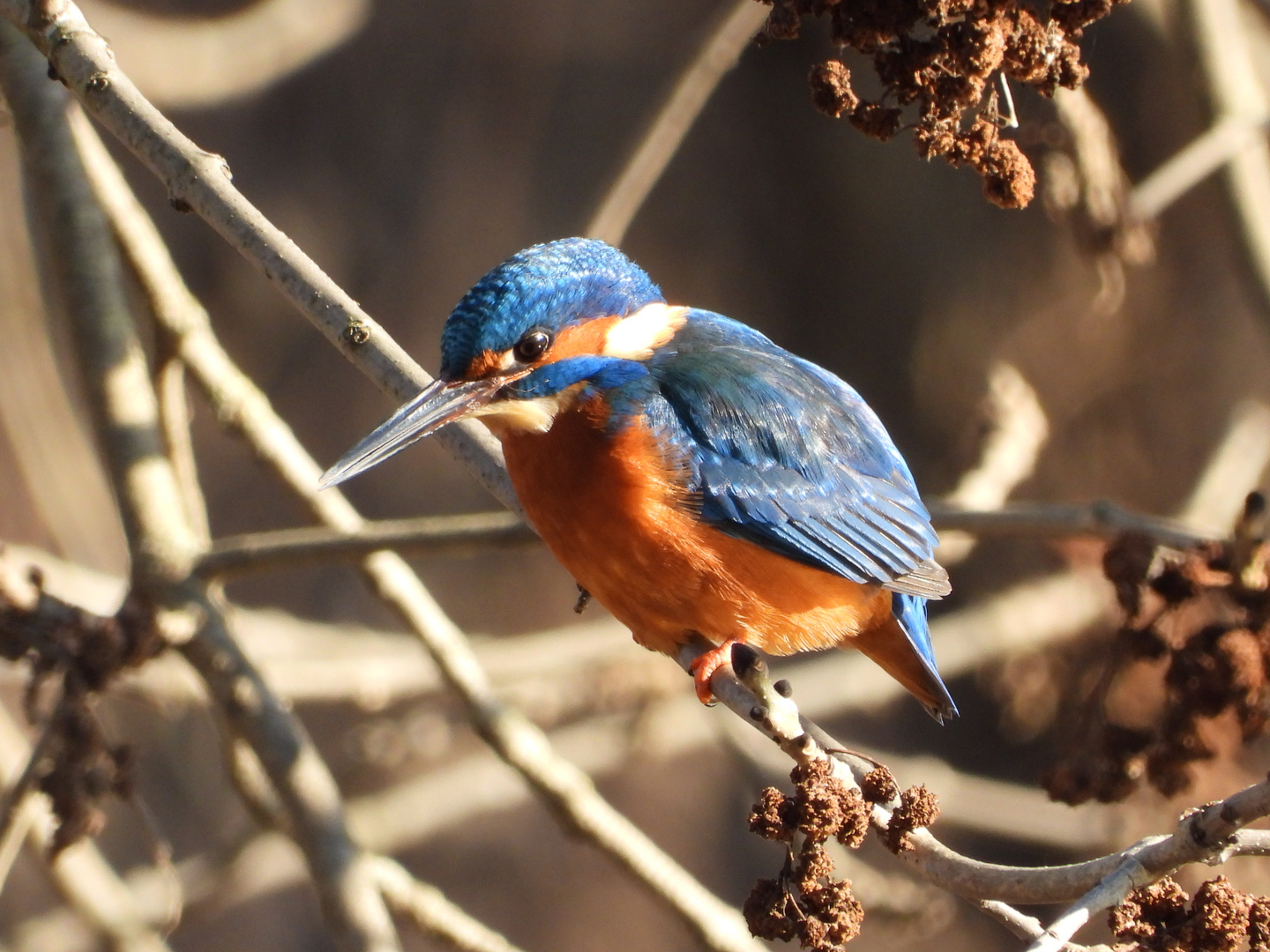 Eisvogel .....