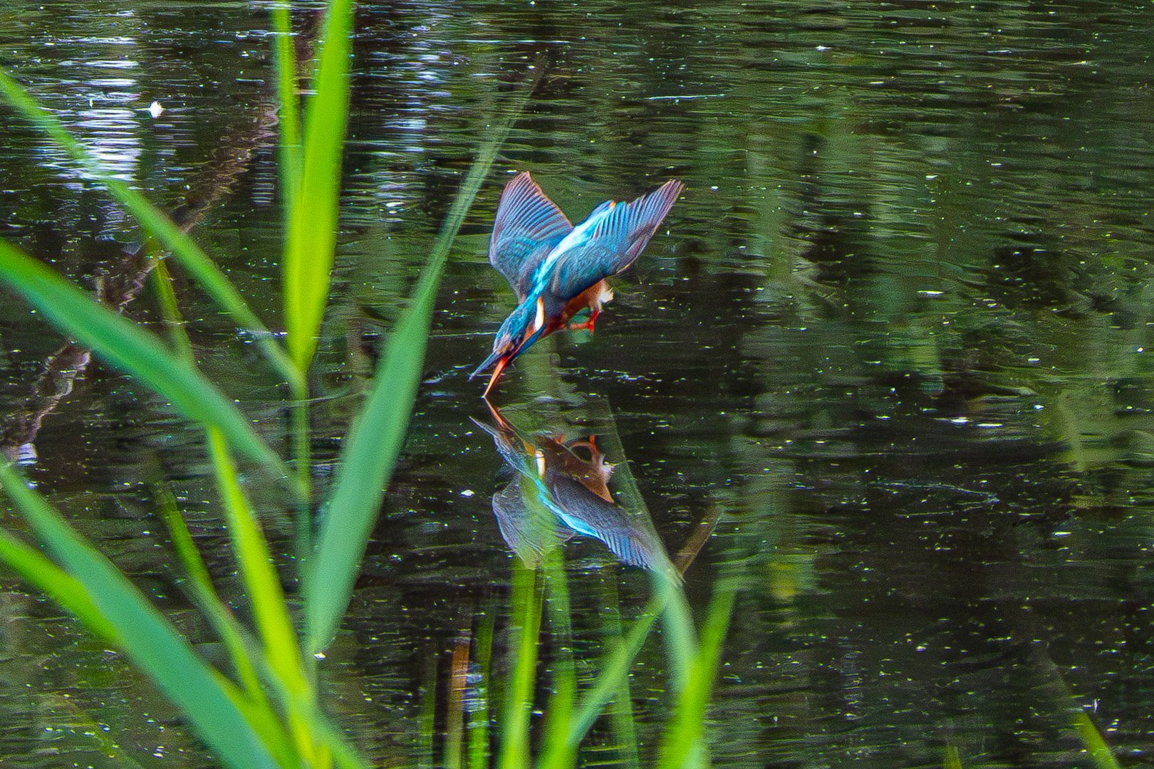 Eisvogel 