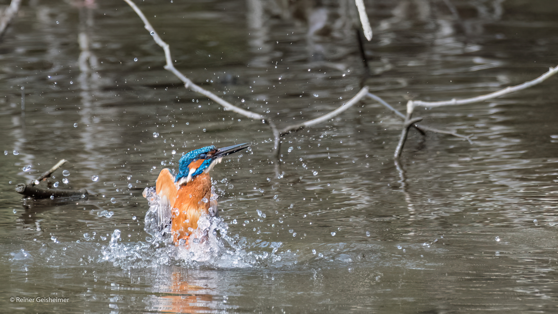 Eisvogel 