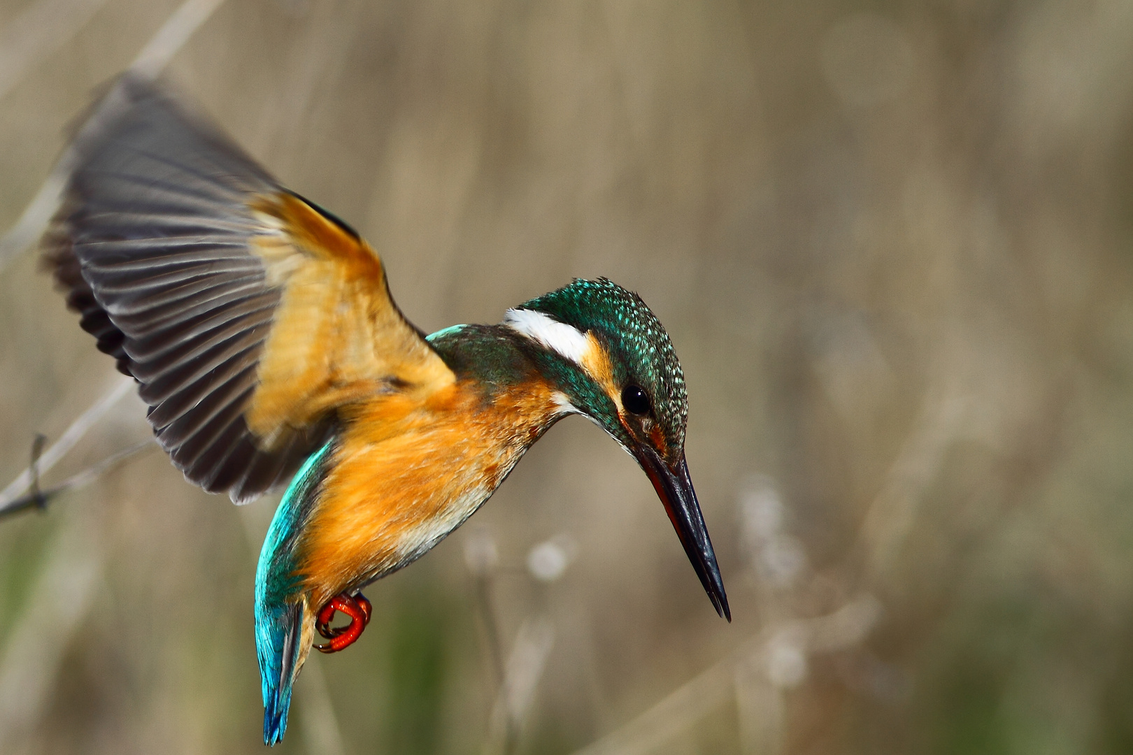 Eisvogel