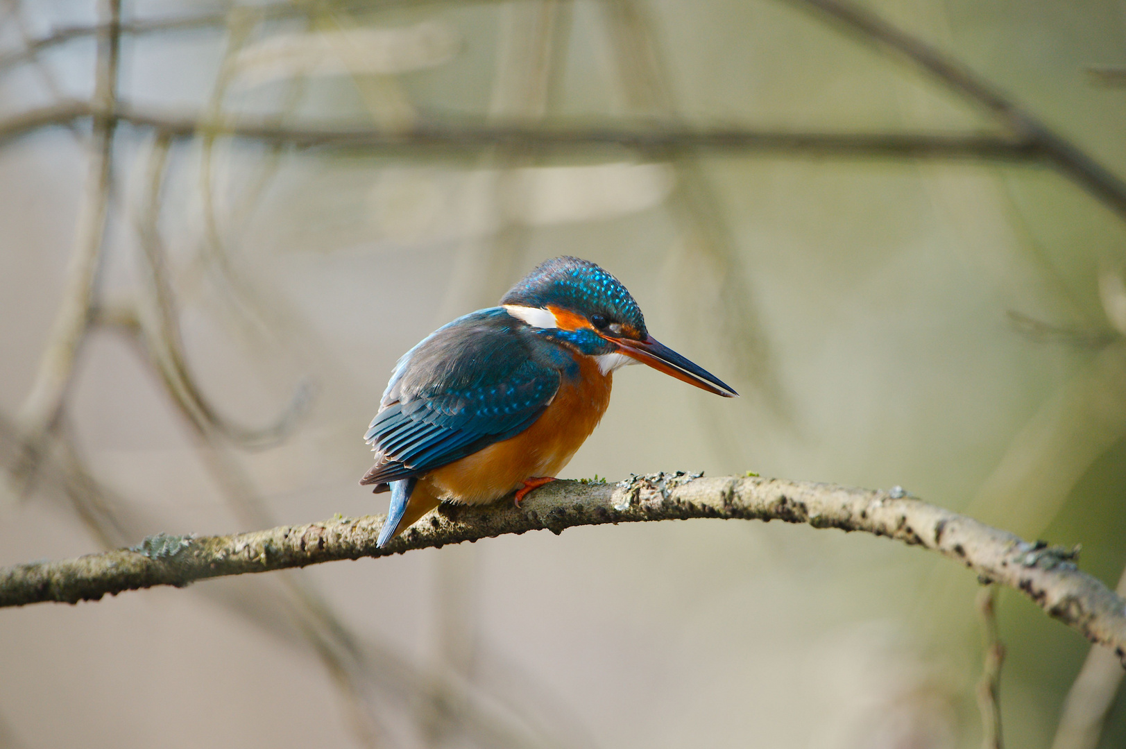 Eisvogel