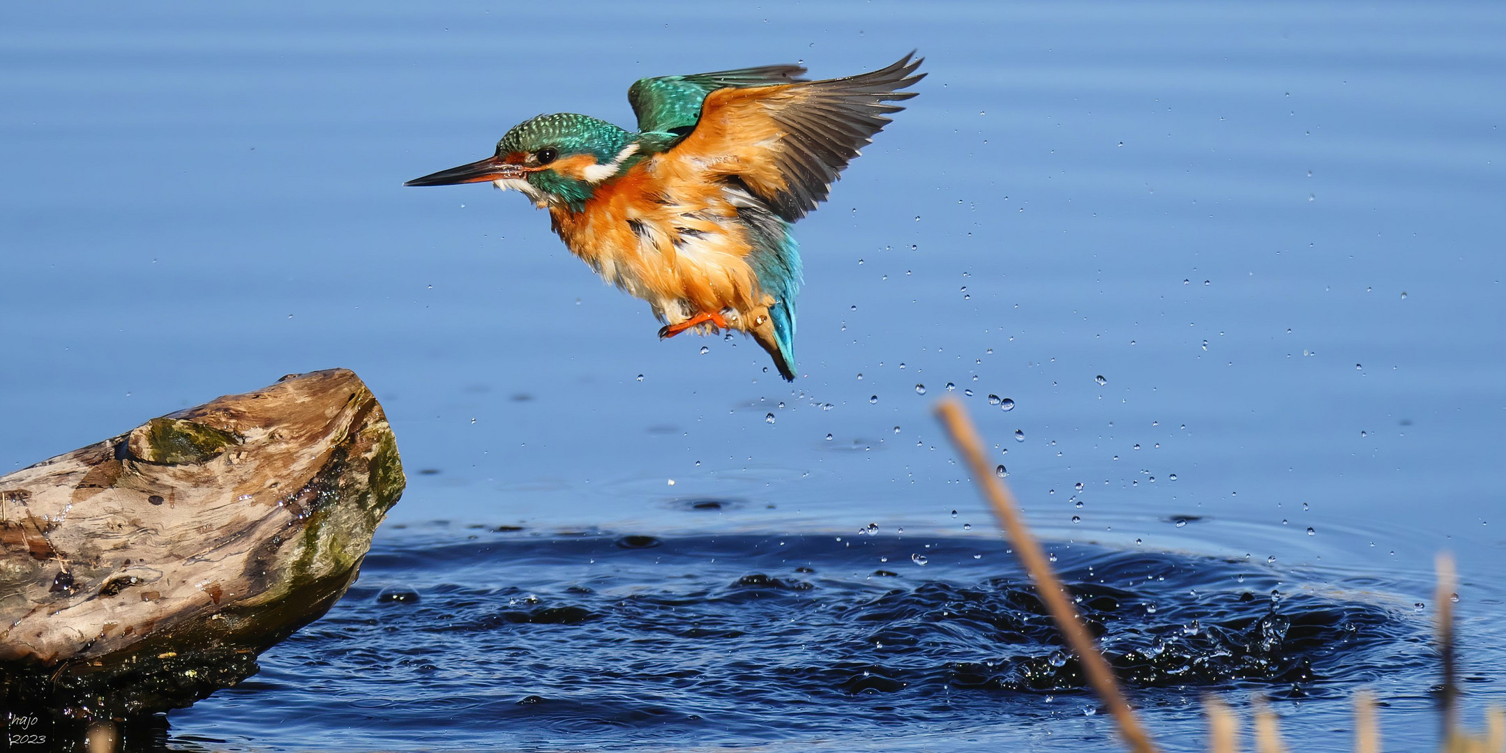 * Eisvogel *